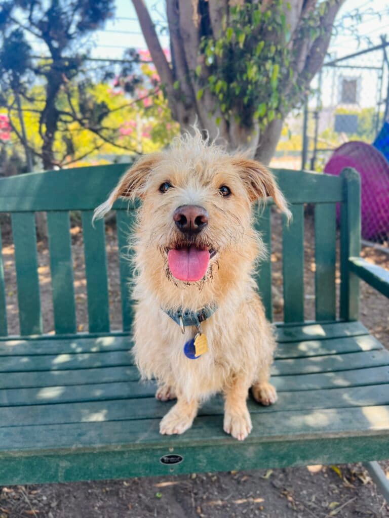 Dog Adoption Application